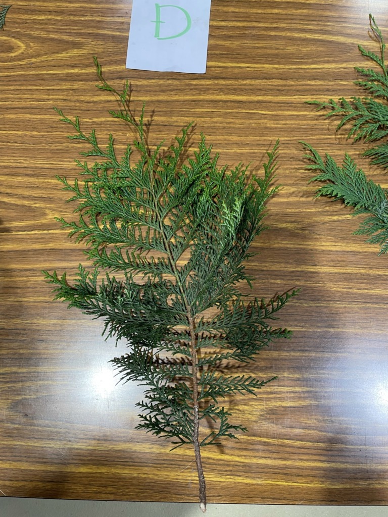 ヒノキ - Chamaecyparis obtusa