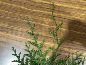 ヒノキ - Chamaecyparis obtusa