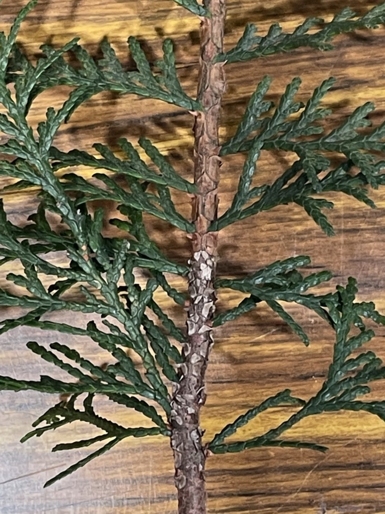 ヒノキ - Chamaecyparis obtusa