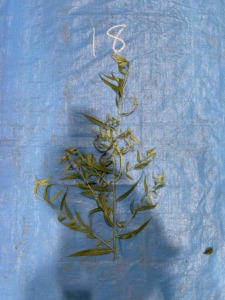 シダレヤナギ - Salix babylonica