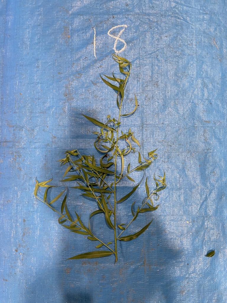 シダレヤナギ - Salix babylonica