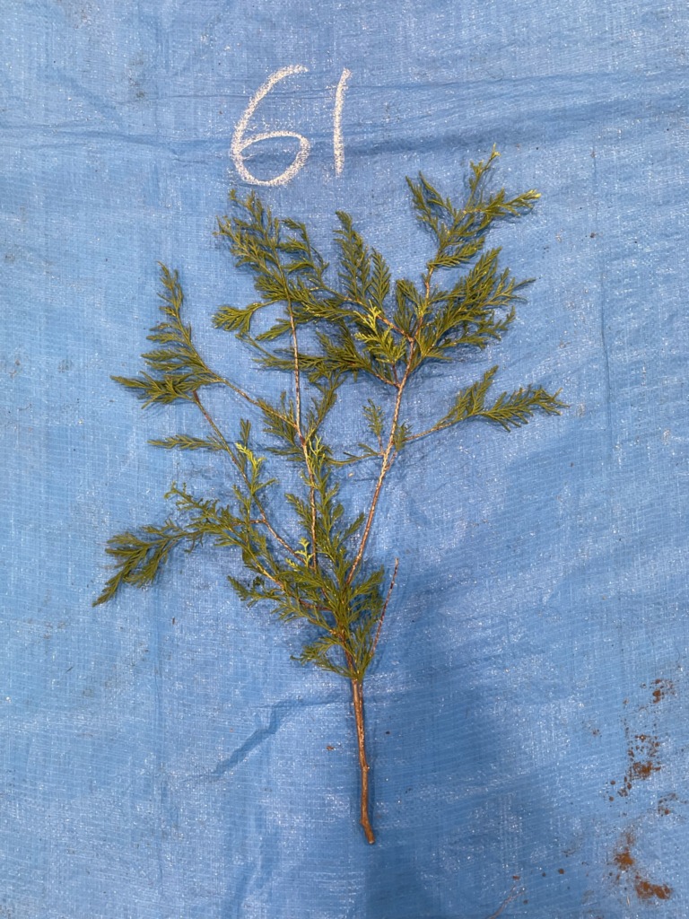 ヒヨクヒバ - Chamaecyparis pisifera var. filifera