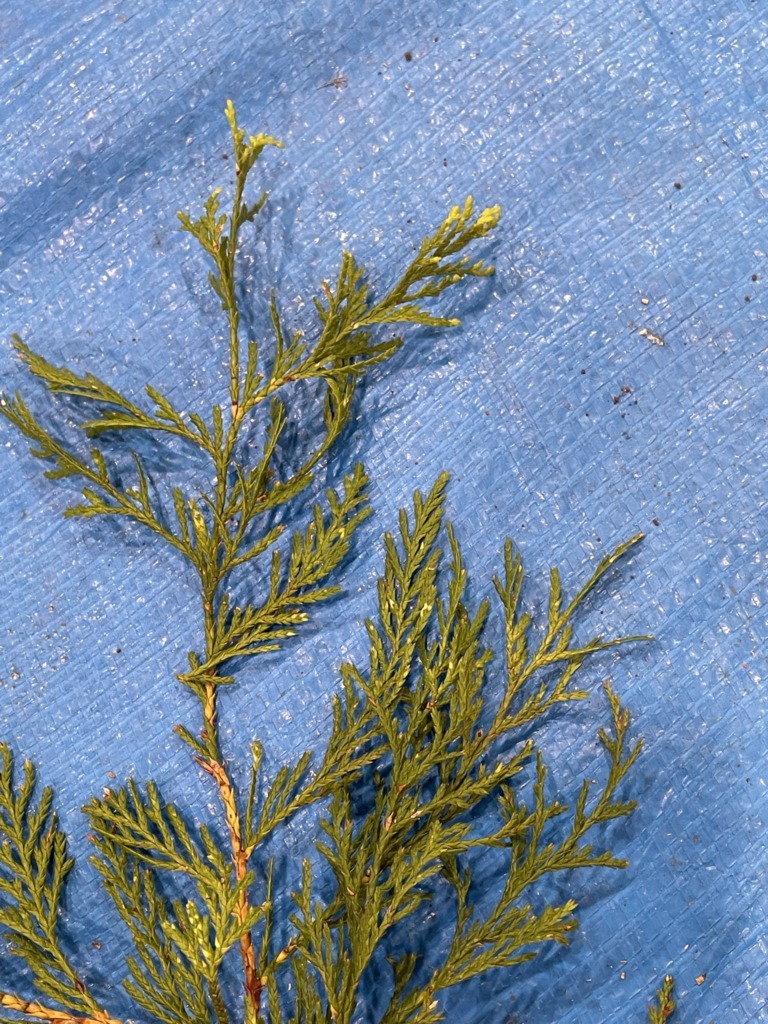 ヒヨクヒバ - Chamaecyparis pisifera var. filifera